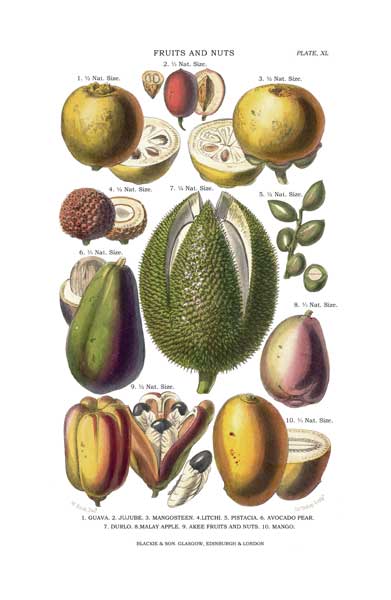 Fruits and Nuts 1