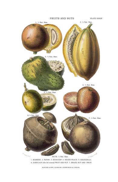 Fruits and Nuts 2