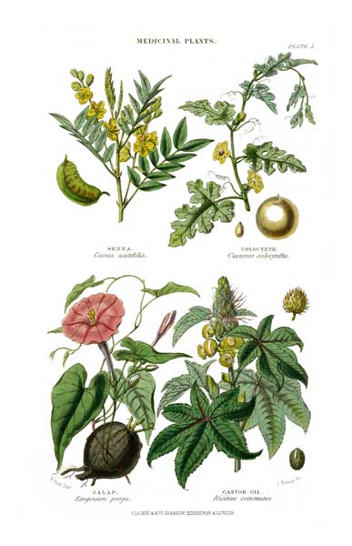 Medicinal Plants 2