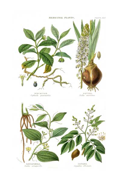 Medicinal Plants 3