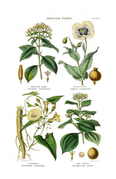Medicinal Plants 4