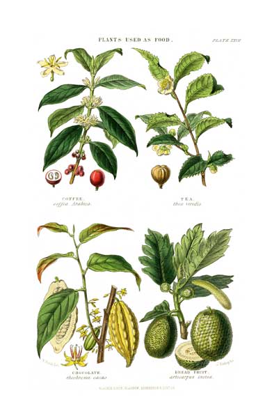 Plants Used as Food 3