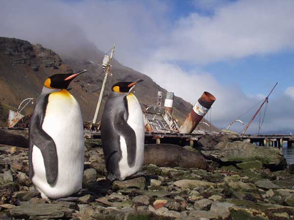 Gryt Penguins