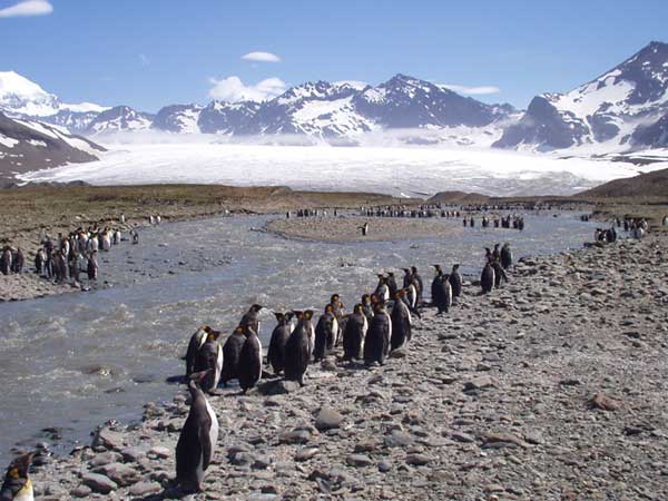 St Andrews Penguins 1