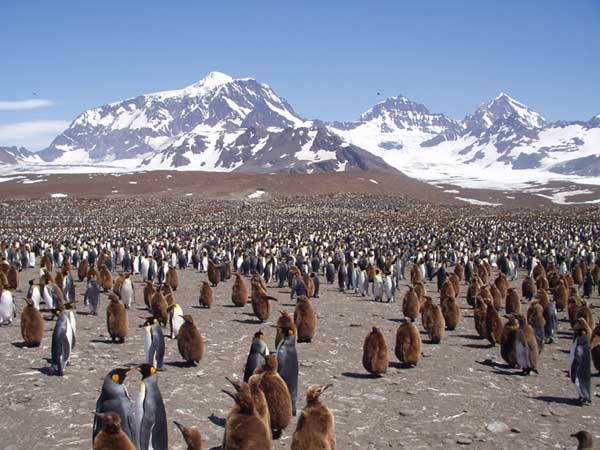 March of the Penguins at St Andrews