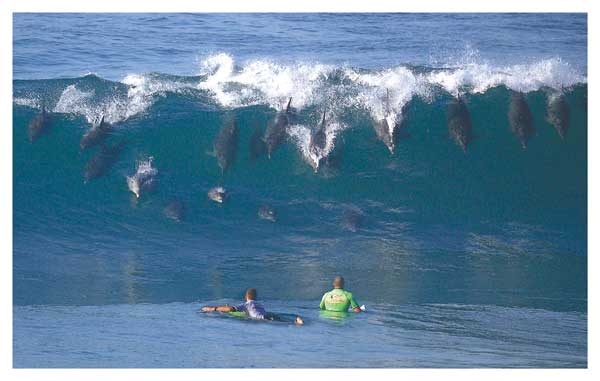 Seventeen Dolphins Surfing - PRINT