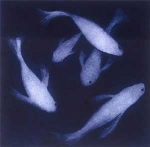 Five Silver Fishes
