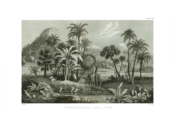 Monocotyledonous Plants Palms